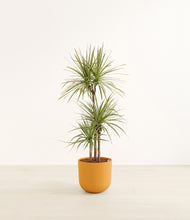 Load image into Gallery viewer, Sunset Orange*****Profile