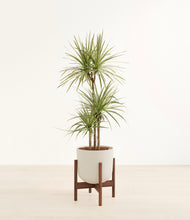 Load image into Gallery viewer, Natural Bamboo stand:walnut