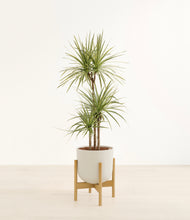 Load image into Gallery viewer, Natural Bamboo stand:bamboo