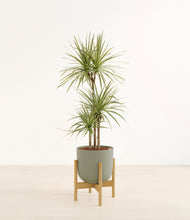 Load image into Gallery viewer, Sage Green stand:bamboo