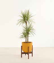 Load image into Gallery viewer, Sunset Orange stand:walnut