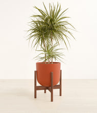 Load image into Gallery viewer, Earth Red stand:walnut