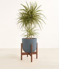 Load image into Gallery viewer, Iron Gray stand:walnut