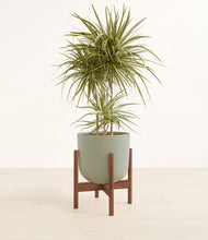 Load image into Gallery viewer, Sage Green stand:walnut