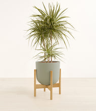 Load image into Gallery viewer, Sage Green stand:bamboo