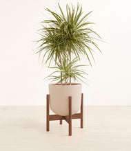 Load image into Gallery viewer, Sandy Pink stand:walnut