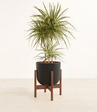 Load image into Gallery viewer, Stone Black stand:walnut