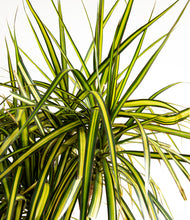 Load image into Gallery viewer, ALL