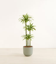 Load image into Gallery viewer, Sage Green*****Profile