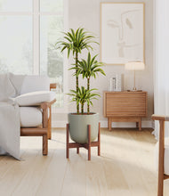 Load image into Gallery viewer, Sage Green stand:walnut