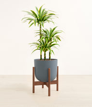 Load image into Gallery viewer, Iron Gray stand:walnut