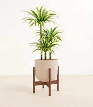 Load image into Gallery viewer, Sandy Pink stand:walnut