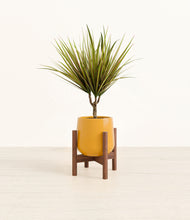 Load image into Gallery viewer, Mustard stand:walnut