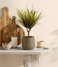 Load image into Gallery viewer, Olive