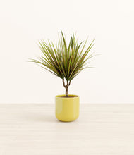 Load image into Gallery viewer, Key Lime Yellow*****Profile