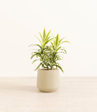 Load image into Gallery viewer, Almond Green*****Profile