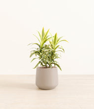 Load image into Gallery viewer, Eternal Gray*****Profile