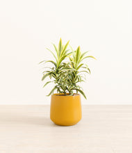 Load image into Gallery viewer, Mustard*****Profile