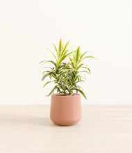 Load image into Gallery viewer, Calm Rose*****Profile