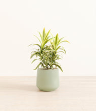 Load image into Gallery viewer, Turquoise*****Profile