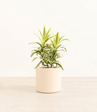 Load image into Gallery viewer, Cream*****Profile