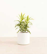 Load image into Gallery viewer, White*****Profile