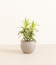 Load image into Gallery viewer, Desert Brown*****Profile