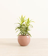 Load image into Gallery viewer, Calm Rose*****Profile