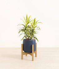 Load image into Gallery viewer, Deep Navy stand:bamboo