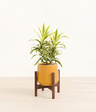 Load image into Gallery viewer, Mustard stand:walnut