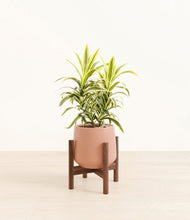 Load image into Gallery viewer, Calm Rose stand:walnut