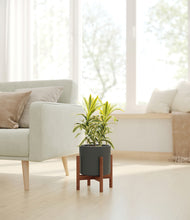 Load image into Gallery viewer, Dark Olive stand:walnut