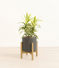 Load image into Gallery viewer, Dark Olive stand:bamboo