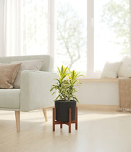 Load image into Gallery viewer, Black stand:walnut