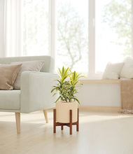 Load image into Gallery viewer, Cream stand:walnut