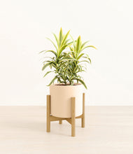 Load image into Gallery viewer, Cream stand:bamboo