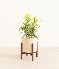 Load image into Gallery viewer, Cream stand:walnut