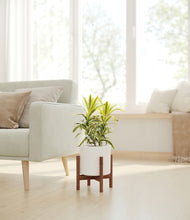 Load image into Gallery viewer, White stand:walnut