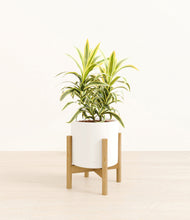 Load image into Gallery viewer, White stand:bamboo