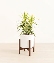 Load image into Gallery viewer, White stand:walnut