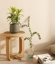 Load image into Gallery viewer, Olive