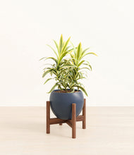 Load image into Gallery viewer, Deep Navy stand:walnut