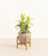 Load image into Gallery viewer, Desert Brown stand:bamboo