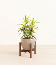 Load image into Gallery viewer, Desert Brown stand:walnut