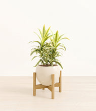 Load image into Gallery viewer, Shiny EggWhite stand:bamboo