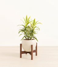 Load image into Gallery viewer, Shiny EggWhite stand:walnut