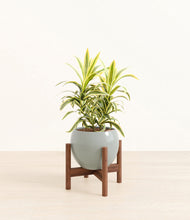 Load image into Gallery viewer, Deep Ocean stand:walnut