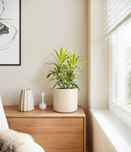 Load image into Gallery viewer, Cream