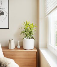 Load image into Gallery viewer, White