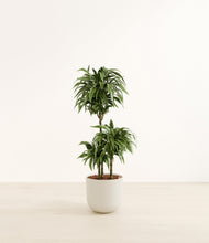 Load image into Gallery viewer, Natural Bamboo*****Profile